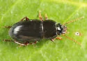 Selenophorus gagatinus - photo 2