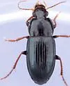 Selenophorus gagatinus - photo 3