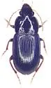 Selenophorus gagatinus - photo 4