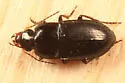 Selenophorus granarius - photo 2