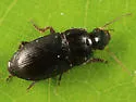 Selenophorus granarius - photo 3