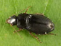 Selenophorus granarius - photo 5