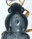 Selenophorus hylacis - photo 2
