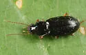 Selenophorus hylacis - photo 4