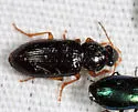Selenophorus hylacis - photo 5