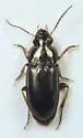 Selenophorus maritimus - Selenophorus maritimus