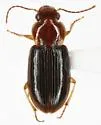 Selenophorus neoruficollis - Selenophorus neoruficollis