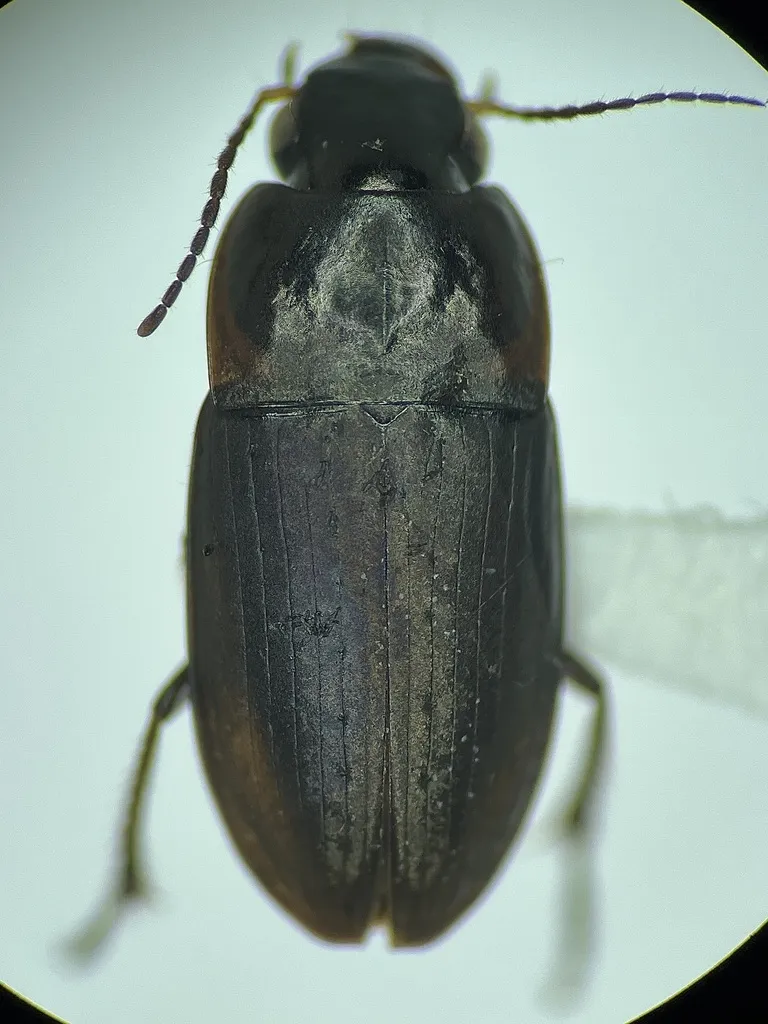 Selenophorus nonellipticus - photo 2