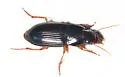 Selenophorus opalinus - photo 2