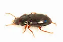 Selenophorus opalinus - photo 3