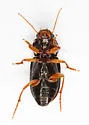 Selenophorus opalinus - photo 5