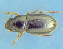Selenophorus palliatus - Selenophorus palliatus