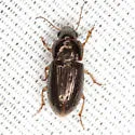 Selenophorus palliatus - photo 3