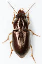 Selenophorus palliatus - photo 4