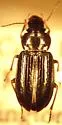 Selenophorus parumpunctatus - Selenophorus parumpunctatus