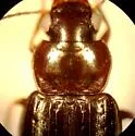 Selenophorus parumpunctatus - photo 2