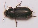 Selenophorus planipennis
