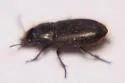 Selenophorus planipennis - photo 2