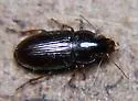 Selenophorus planipennis - photo 3