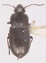 Selenophorus planipennis - photo 4