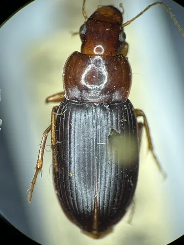 Selenophorus schaefferi - Selenophorus schaefferi