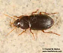 Selenophorus semirufus