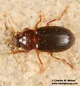 Selenophorus semirufus - photo 2