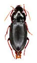 Selenophorus semirufus - photo 3