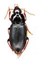 Selenophorus semirufus - photo 4