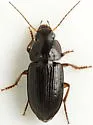 Selenophorus seriatoporus - photo 4