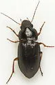 Selenophorus seriatoporus - photo 5