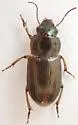 Selenophorus sinuaticollis - photo 2