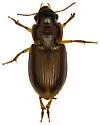 Selenophorus sinuaticollis - photo 3