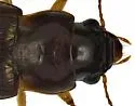 Selenophorus sinuaticollis - photo 4