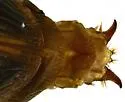 Selenophorus sinuaticollis - photo 5