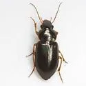 Selenophorus striatopunctatus - Selenophorus striatopunctatus