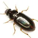 Selenophorus striatopunctatus - photo 2