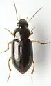 Selenophorus striatopunctatus - photo 3