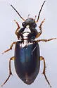 Selenophorus striatopunctatus - photo 4