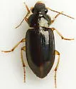 Selenophorus striatopunctatus - photo 5