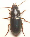 Selenophorus undatus - photo 2