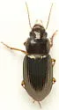 Selenophorus undatus - photo 4