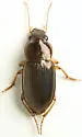 Selenophorus undatus - photo 5
