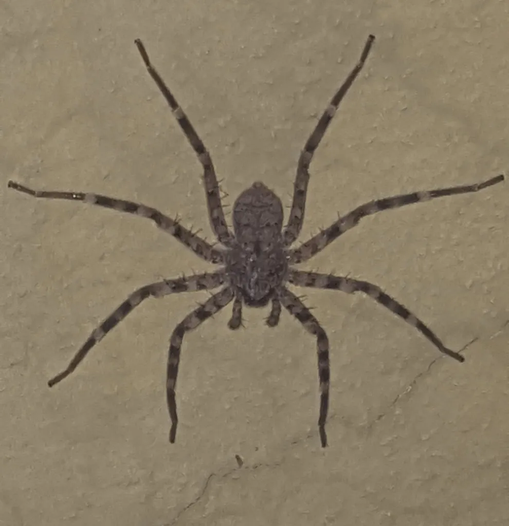 Selenops actophilus - photo 2