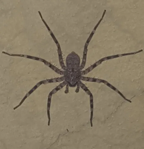 Selenops actophilus - photo 3