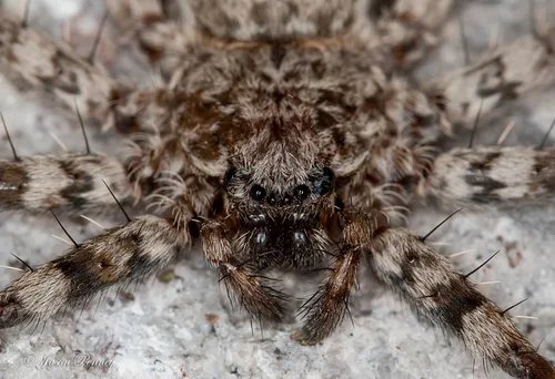 Selenops actophilus - photo 4