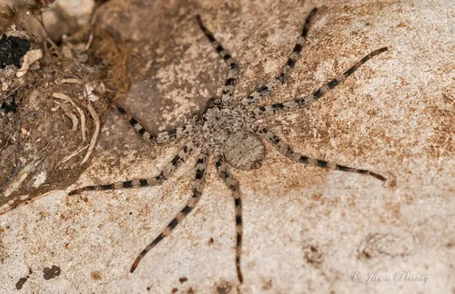 Selenops actophilus - photo 5