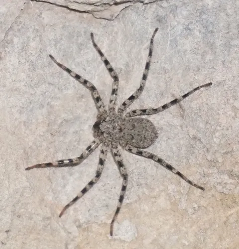 Selenops actophilus - photo 6
