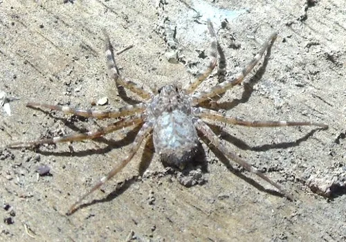 Selenops actophilus - photo 7