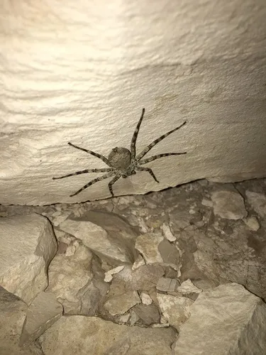 Selenops actophilus - photo 8